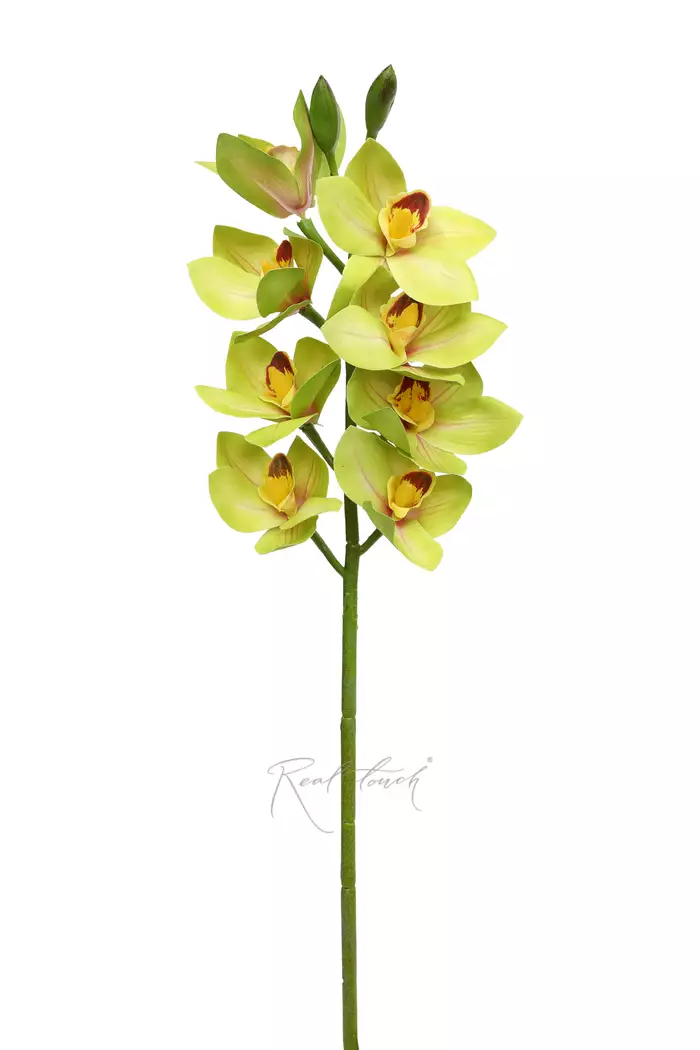 Цимбидиум 8 соцветий 3D - Зеленый Цимбидиум 8 соцветий 3D - Зеленый