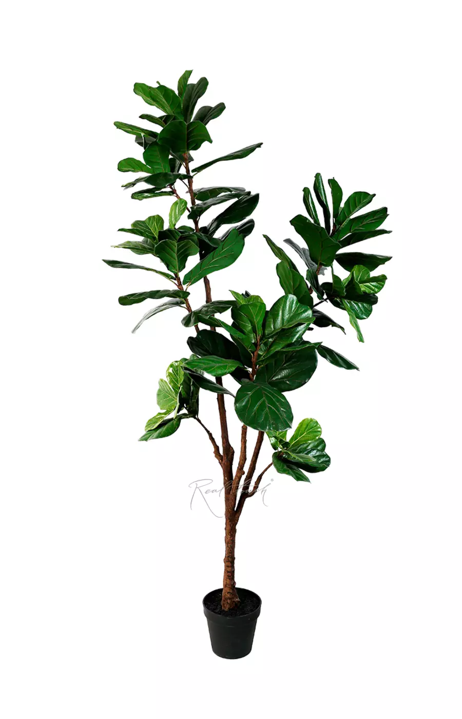 Фикус Лирата в кашпо 210см - Зеленый