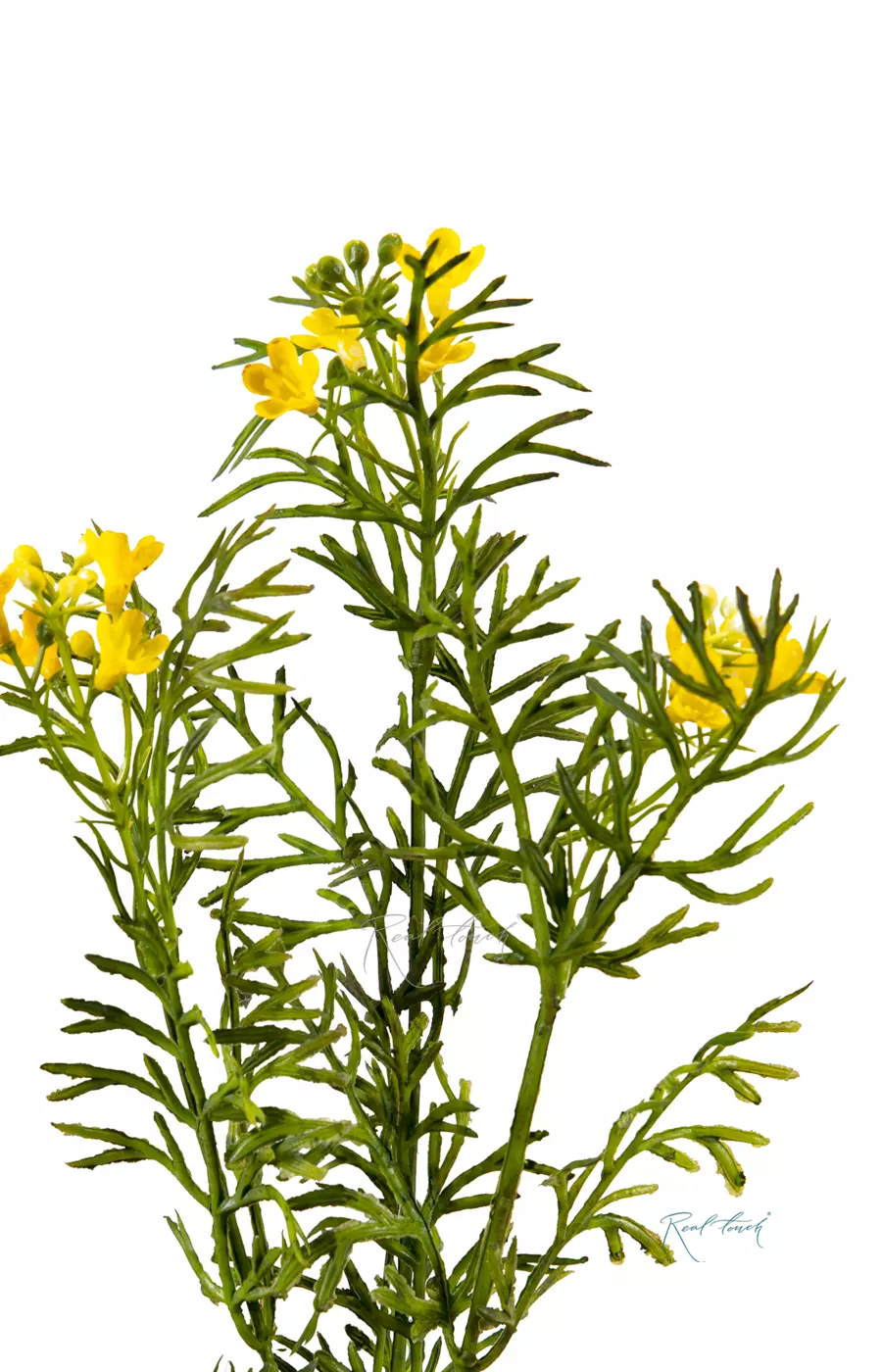 Лапчатка - Желтый Лапчатка - Желтый