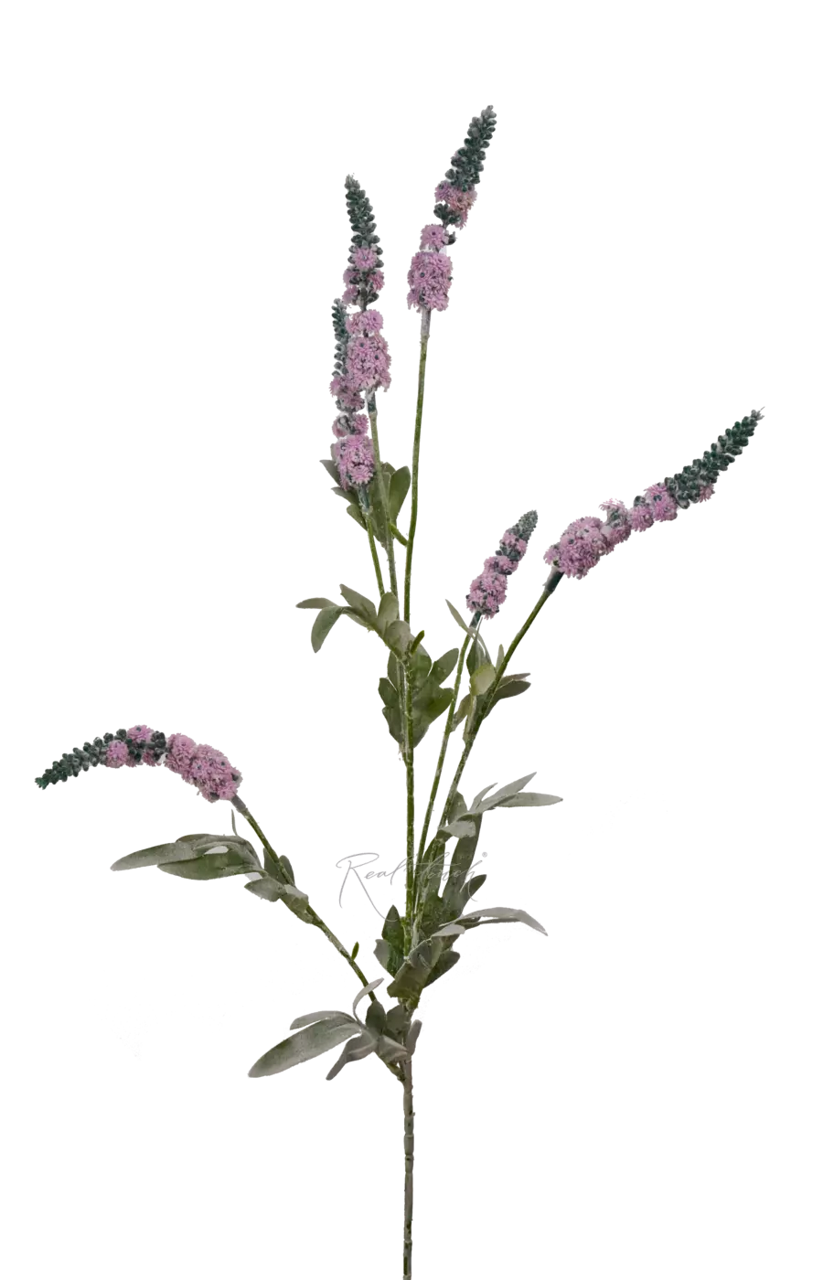 Шалфей - Светло-сиреневый