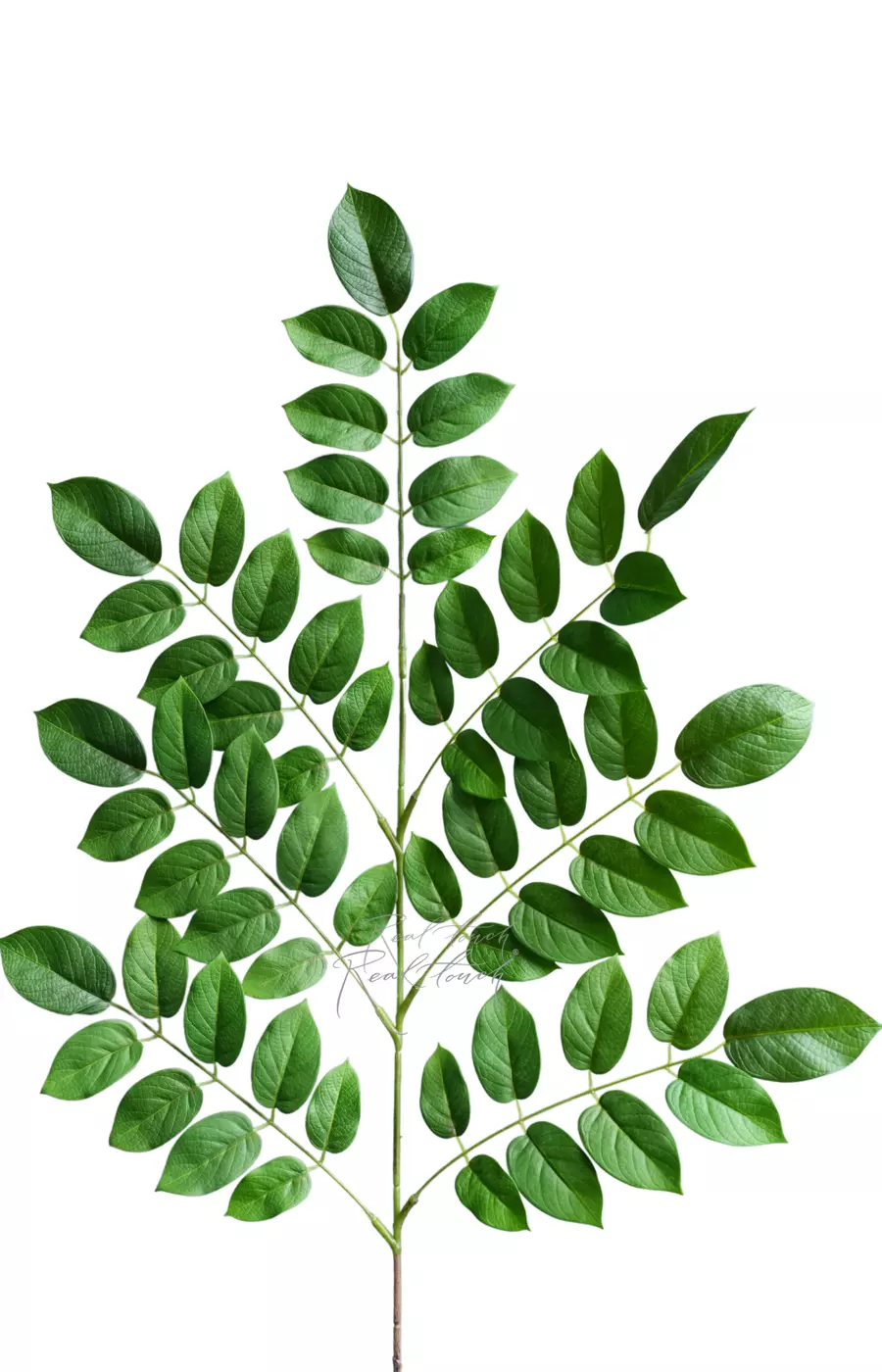 Ветка гуавы односторонняя  - Зеленый