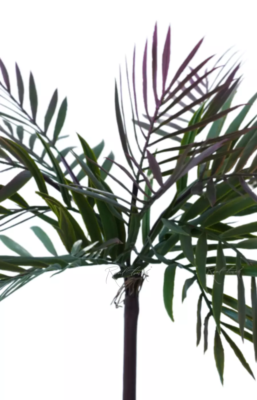 Бамбуковая пальма - Зелено-розовый