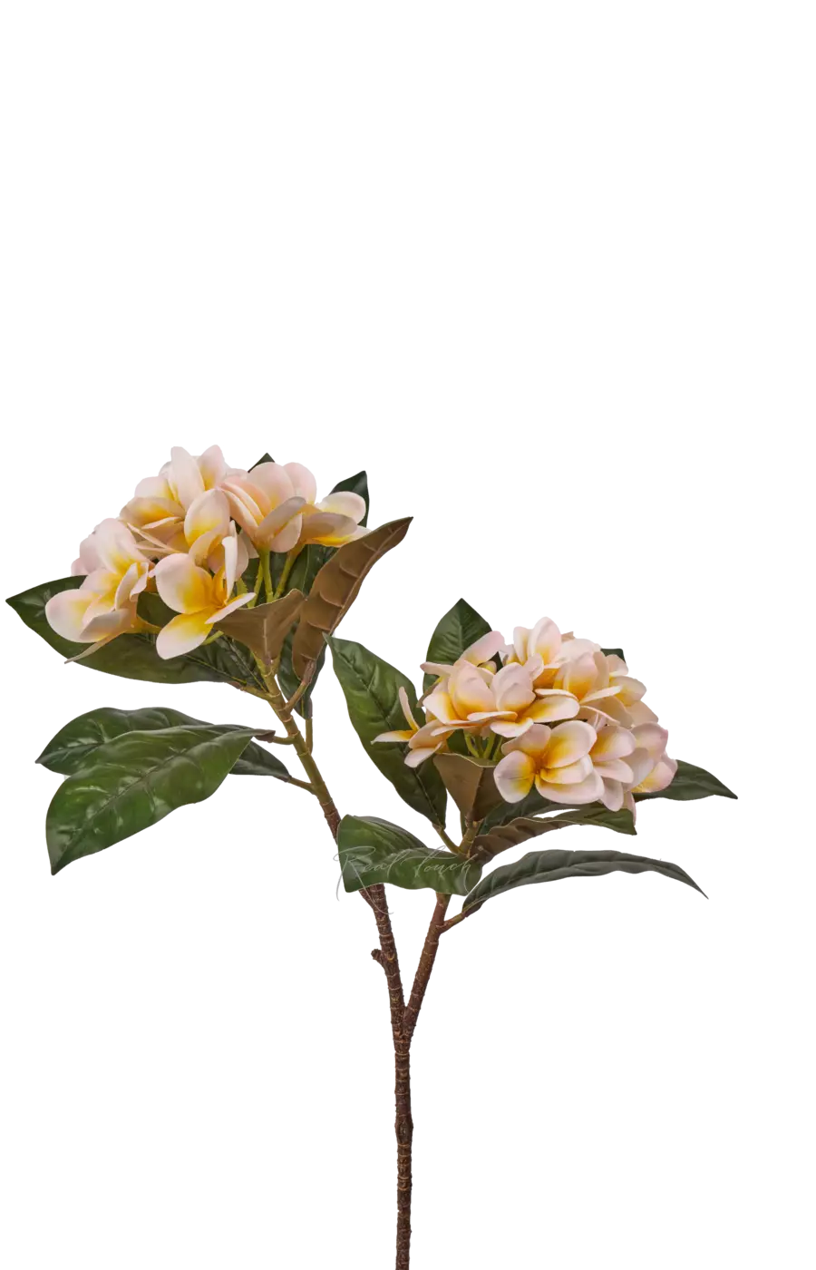 Плюмерия с 2-я ответвлениями - Светло-розовый