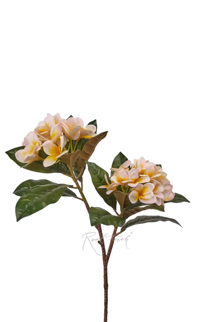 Плюмерия с 2-я ответвлениями - Светло-розовый