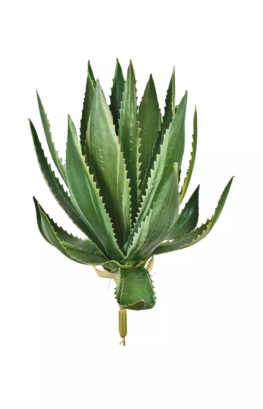 Агава страшная - Зеленый