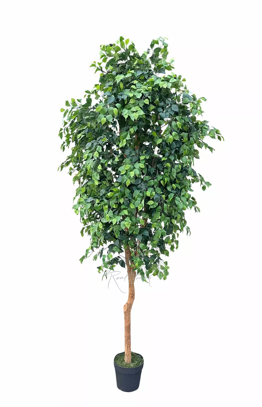 Фикус бенджамина 300см на живом стволе - Зеленый