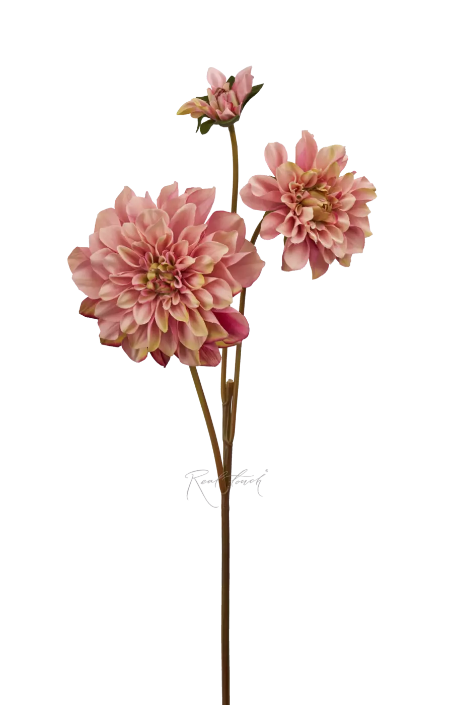 Георгин  - Светло-фиолетовый