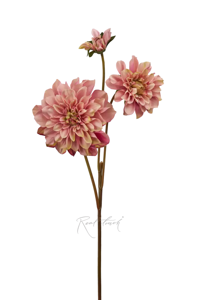 Георгин  - Светло-фиолетовый