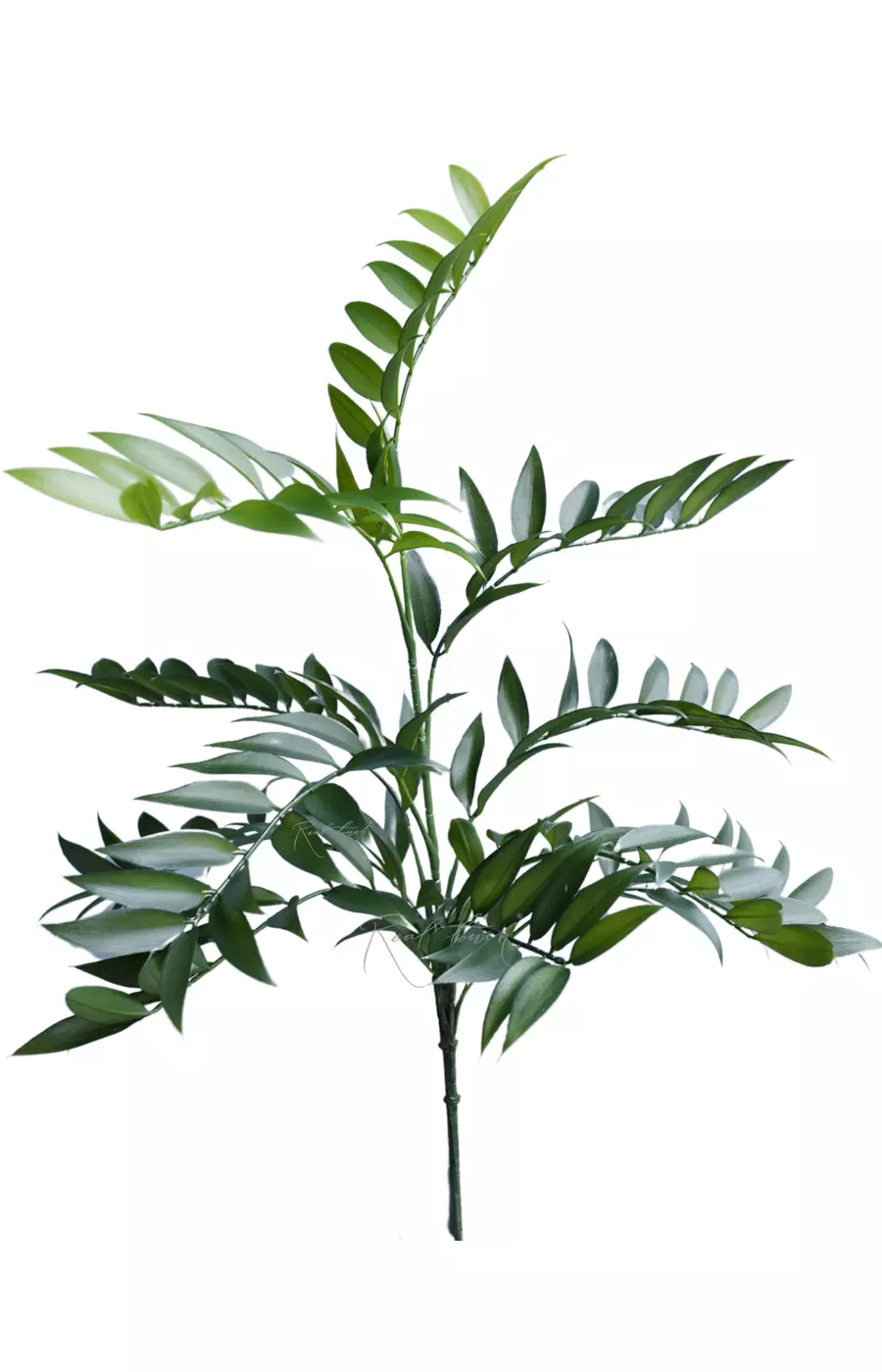 Ветка Рускуса  - Зеленый