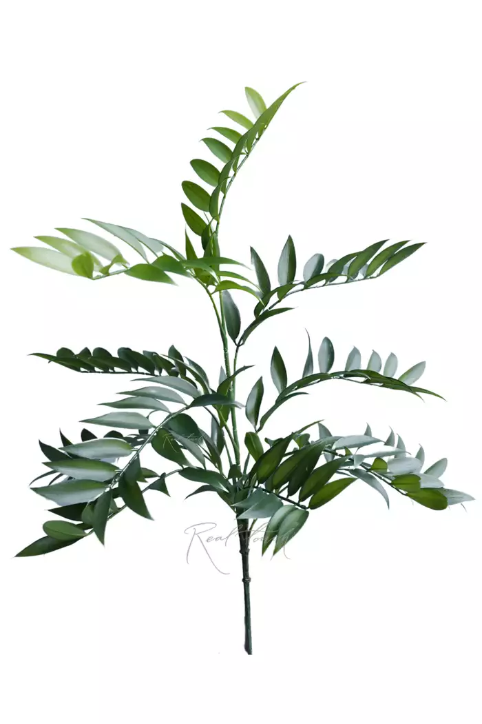 Ветка Рускуса  - Зеленый