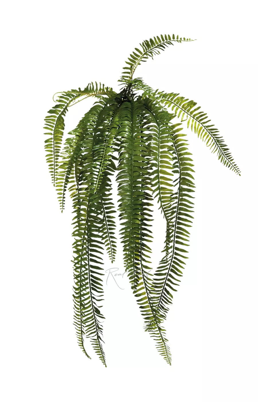 Нефролепис Экзальтата 90см - Зеленый Нефролепис Экзальтата 90см - Зеленый