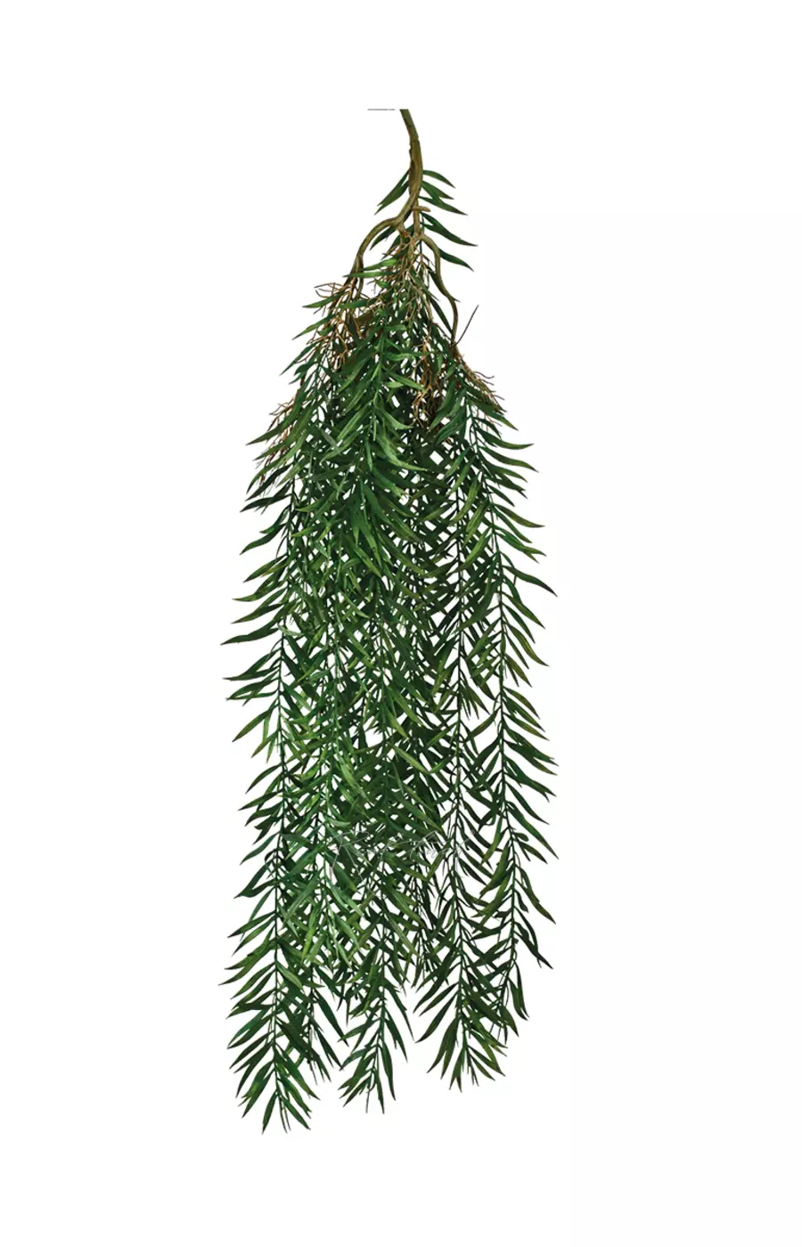 Афрокарпус грачлиор - Зеленый Афрокарпус грачлиор - Зеленый