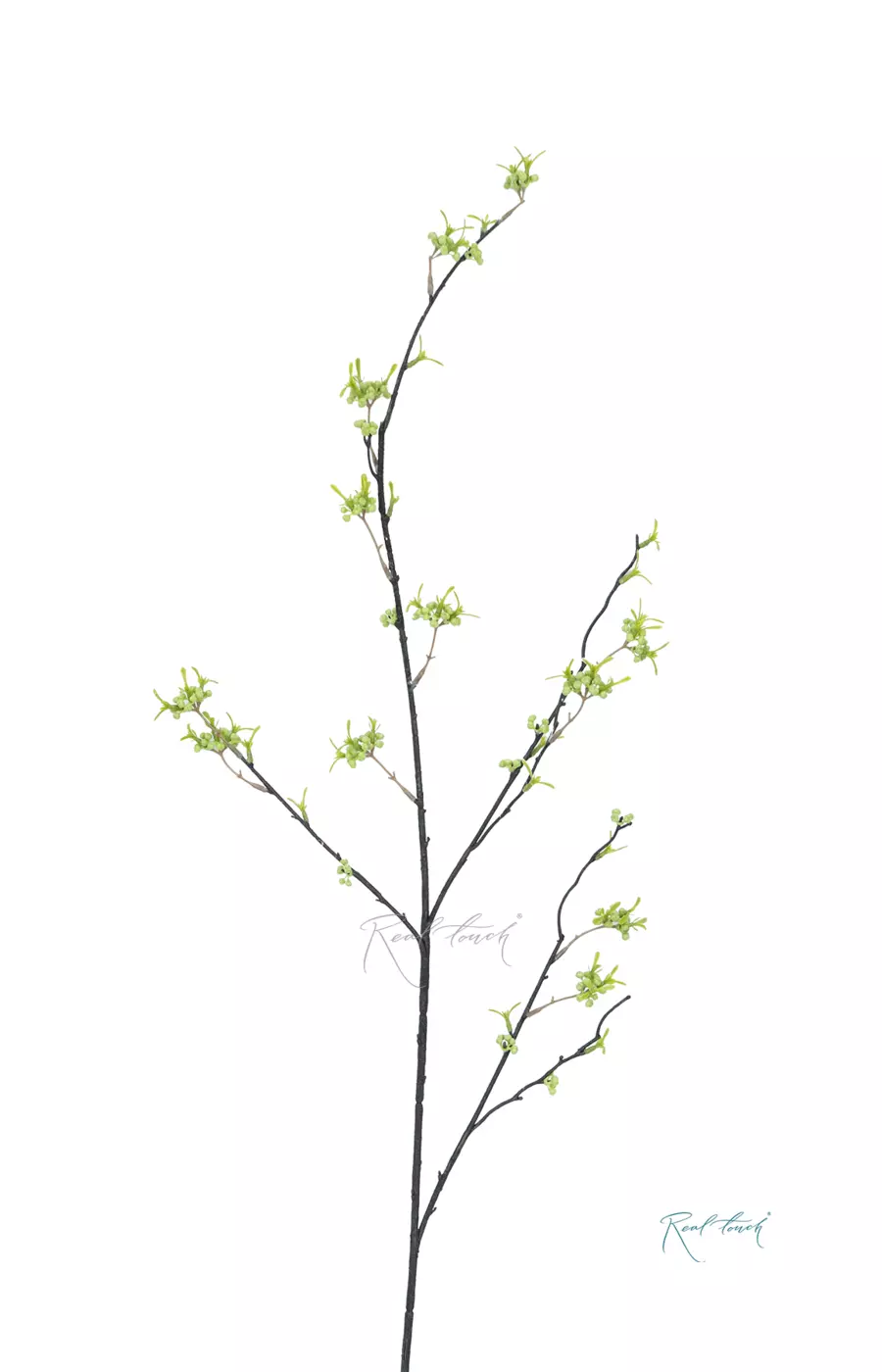 Веточка с мелкими закрытыми бутонами - Зеленый