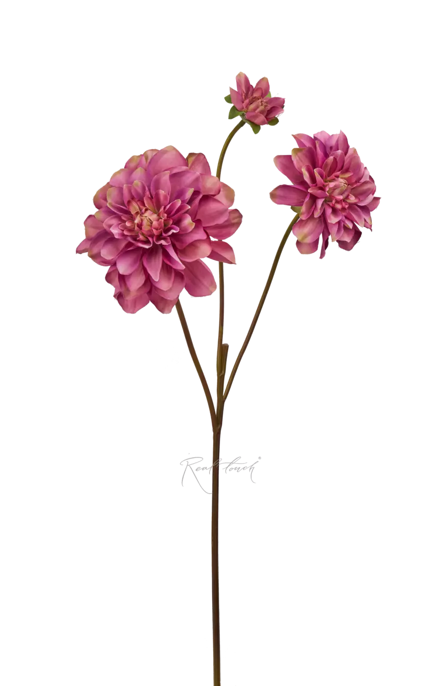 Георгин - Сиреневый Георгин - Сиреневый