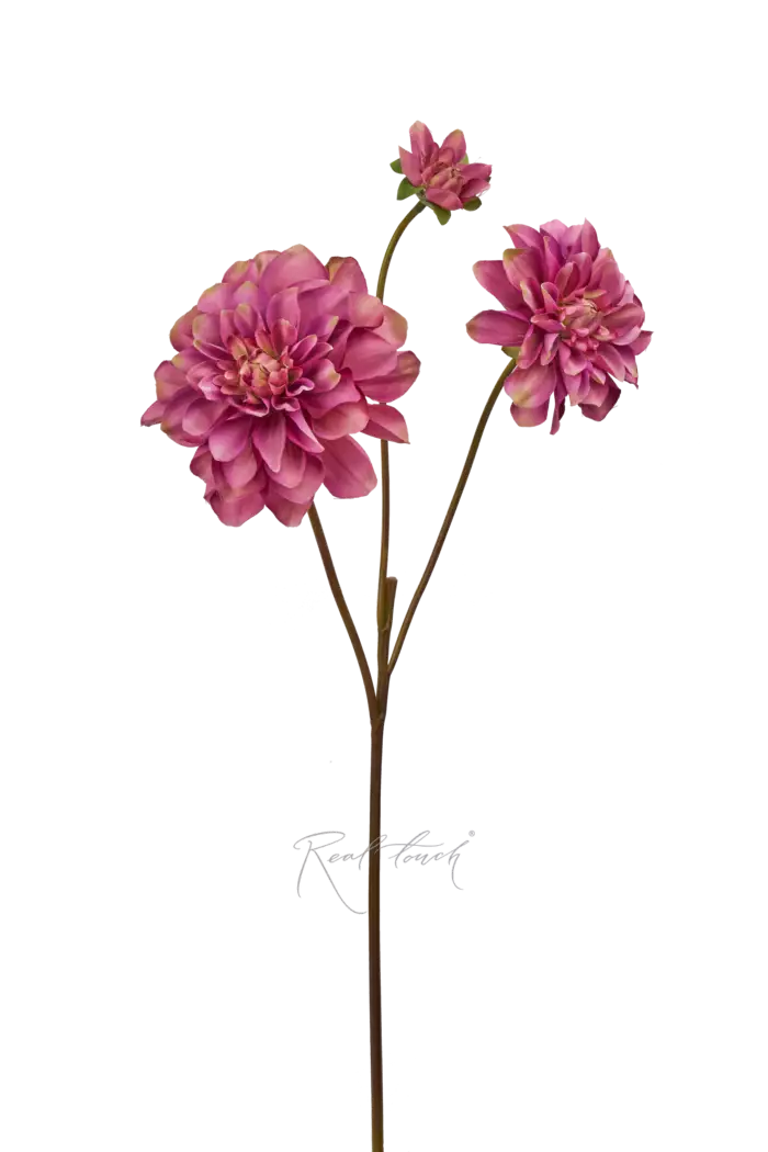 Георгин  - Сиреневый