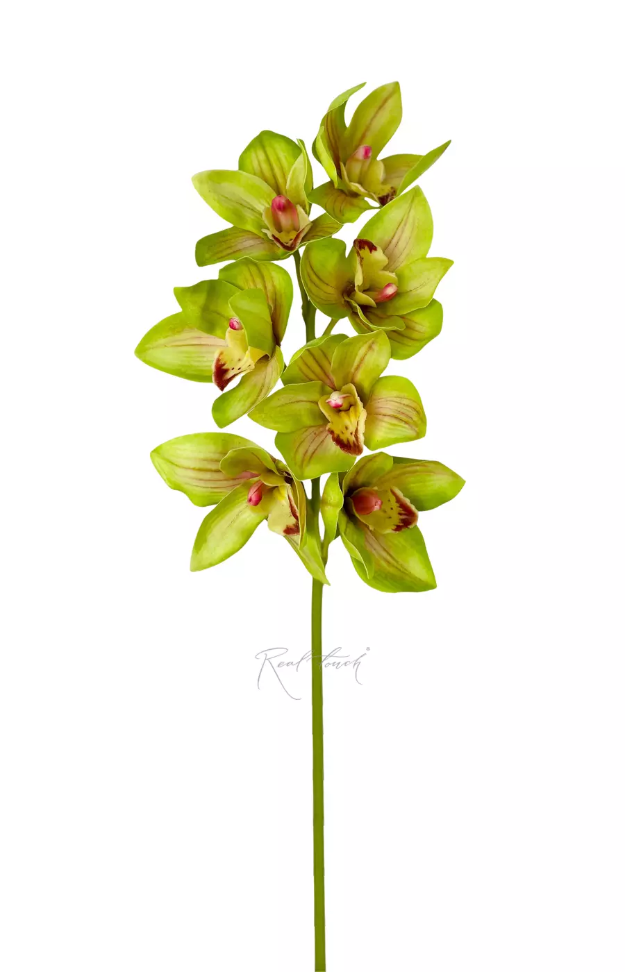 Цимбидиум гибридный 7 соцв - Зеленый