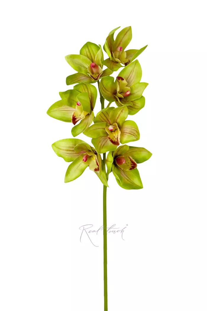 Цимбидиум гибридный 7 соцв - Зеленый Цимбидиум гибридный 7 соцв - Зеленый