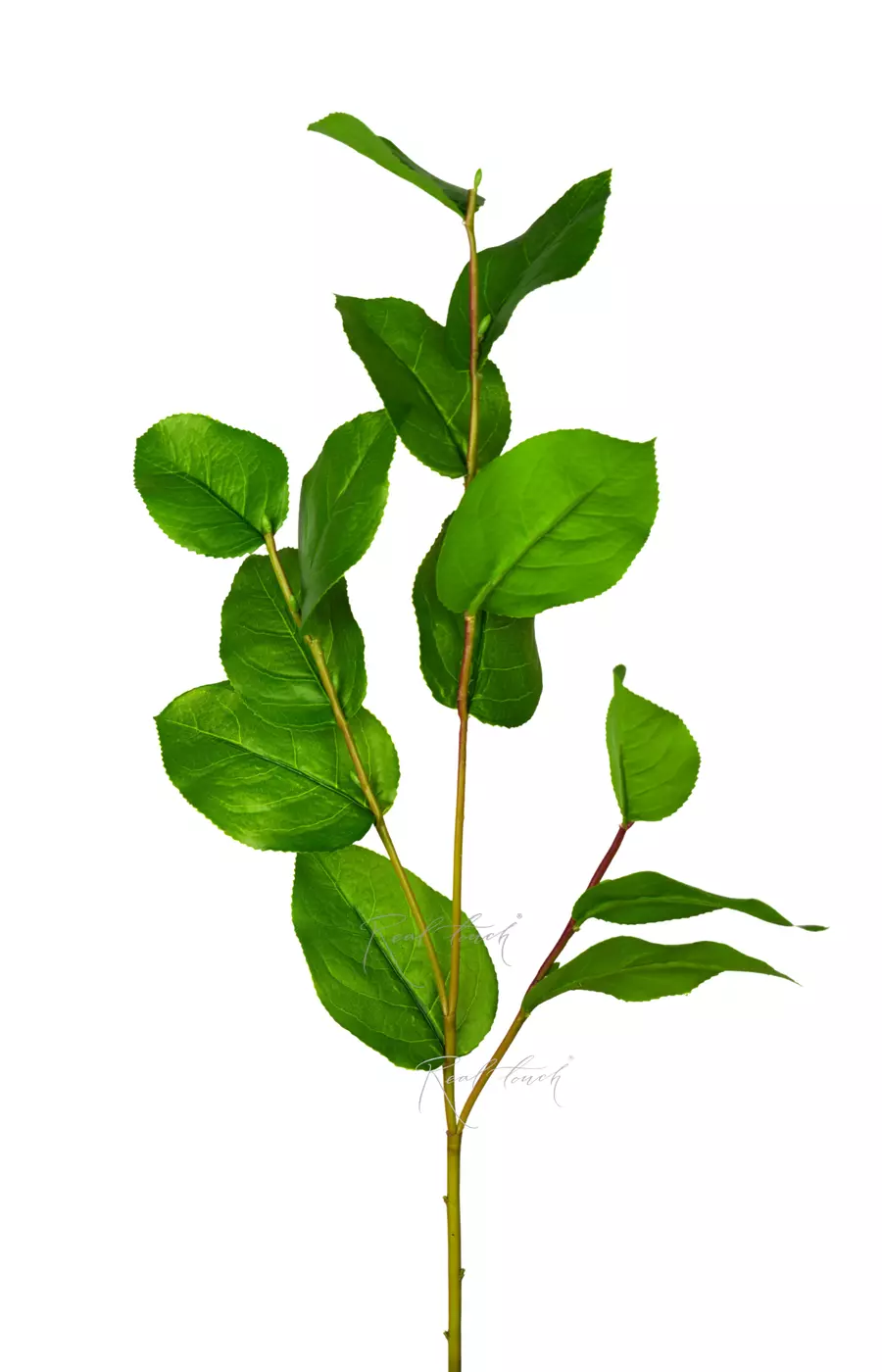 Ветка Салала  - Зеленый